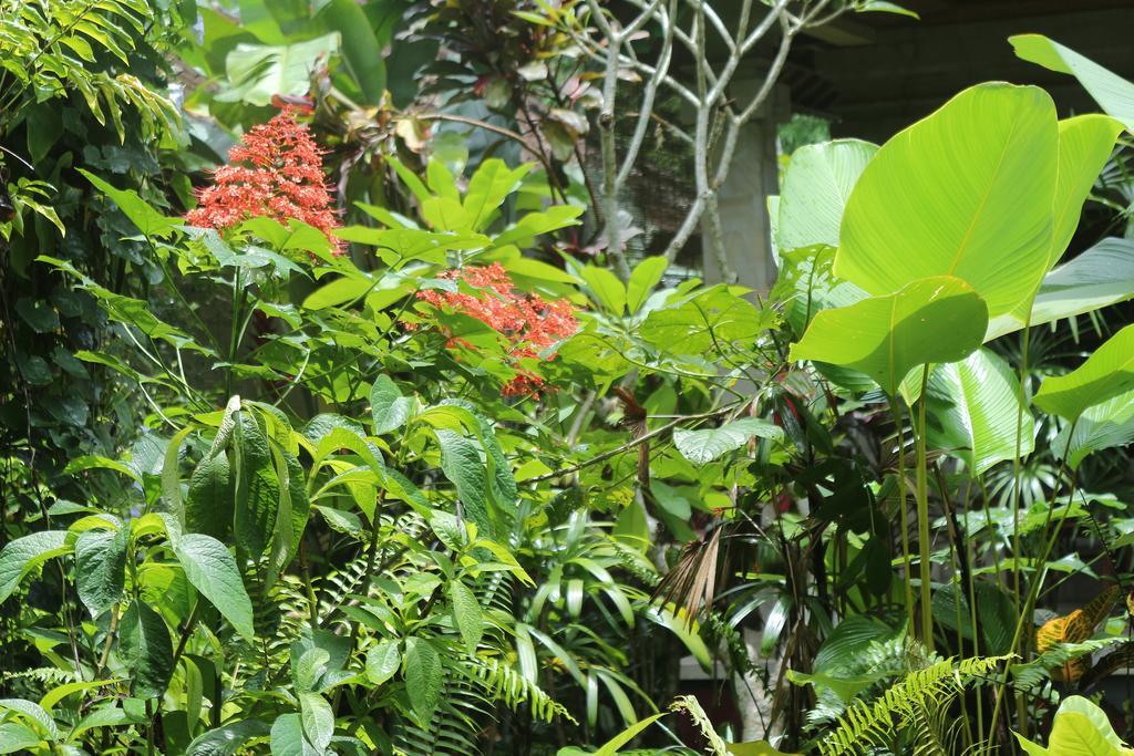 Karang Mesari Ubud Guest House Eksteriør billede